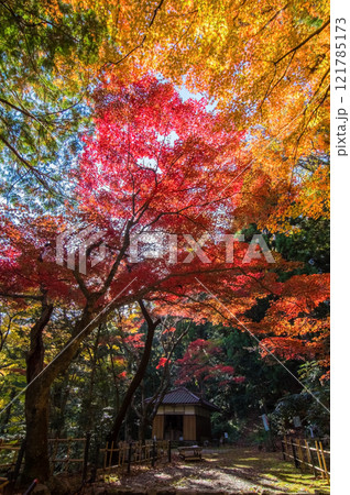 聖宝寺 紅葉の名所 血のもみじ 庭園 鳴谷山聖宝寺 いなべ市 三重県 聖宝寺 紅葉の名所 血のもみじ 庭園 鳴谷山聖宝寺 いなべ市 三重県 121785173