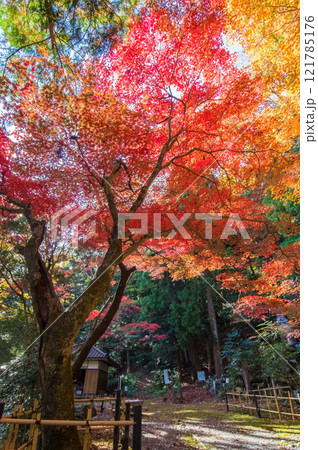 聖宝寺　紅葉の名所　血のもみじ　庭園　鳴谷山聖宝寺　いなべ市　三重県 121785176