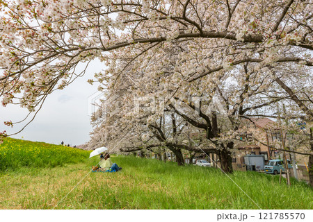 満開の桜　熊谷桜堤（埼玉県熊谷市）　日本さくら名所100選 121785570