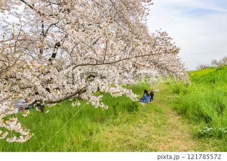 満開の桜　熊谷桜堤（埼玉県熊谷市）　日本さくら名所100選 121785572