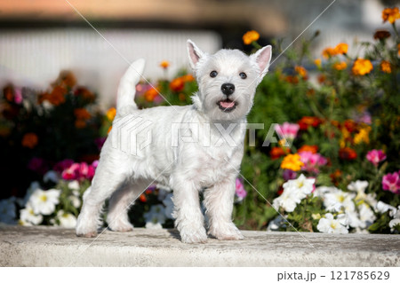 Portrait of adorable West Highland White Terrier puppy standing next to flower bed with colorful flowers in summer 121785629