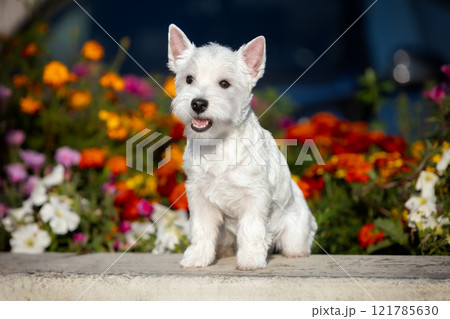Portrait of a West Highland White Terrier puppy sitting in a summer flowerbed with colorful flowers 121785630