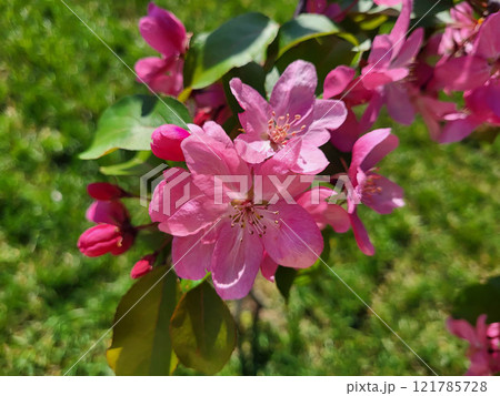 In the garden there is an apple tree branch with large pink flowers and green leaves. In the garden there is an apple tree branch with large pink flowers and green leaves. 121785728
