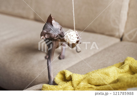 Sphynx Cat Playing with a String Ball on a Sofa Sphynx Cat Playing with a String Ball on a Sofa 121785988