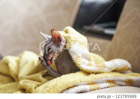 Hairless Sphynx Cat Grooming on a Soft Yellow Blanket Hairless Sphynx Cat Grooming on a Soft Yellow Blanket 121785989