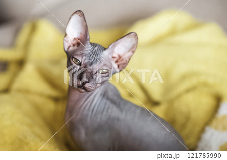 Sphynx Cat Resting on a Yellow Blanket with a Curious Gaze 121785990