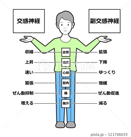 自律神経による身体の状態 121786035