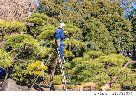 松の剪定作業をする植木職人 松の剪定作業をする植木職人 121786074