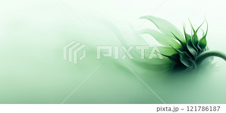 Sunflower with green and yellow petals moving in the wind. Abstract soft blurred natural background Sunflower with green and yellow petals moving in the wind. Abstract soft blurred natural background 121786187