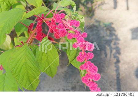 Amaranthus caudatus of violet color. Growing plant protein-rich in organic garden. Harvesting. Cottage garden. 121786403
