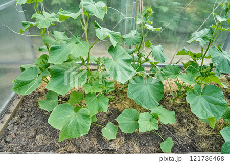 Greenhouse on a cucumber farm. Growing organic cucumbers in a greenhouse. With space to copy. High quality photo Greenhouse on a cucumber farm. Growing organic cucumbers in a greenhouse. With space to copy. High quality photo 121786468