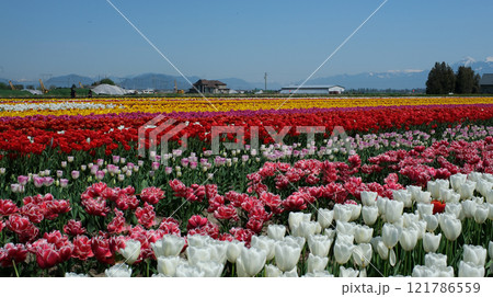 Tulip fields near Amsterdam, Netherlands. 121786559