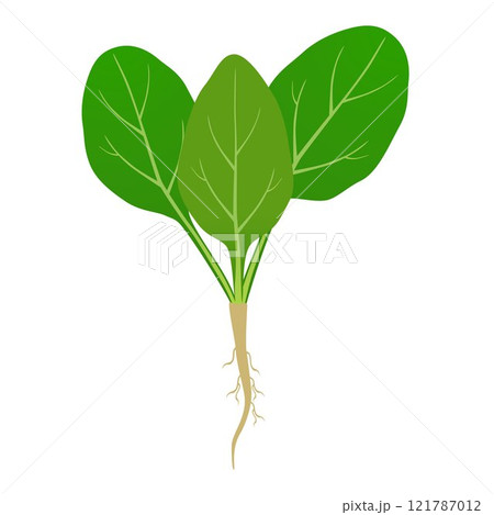 Spinach sprout with roots on a white background.のイラスト素材 [121787012] - PIXTA