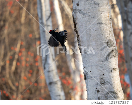 クマゲラ 121787827