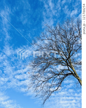 Green tree branches against blue sky with clouds on a sunny day. Green tree branches against blue sky with clouds on a sunny day. 121788254