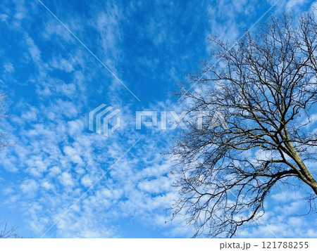 Green tree branches against blue sky with clouds on a sunny day. Green tree branches against blue sky with clouds on a sunny day. 121788255