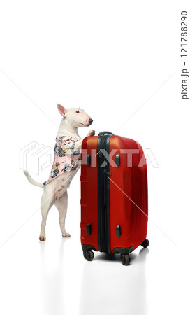 Portrait of cute, funny purebred English bullterrier dressed colorful T-shirt posing with baggage against white studio background. 121788290