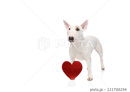 Funny, playful purebred white with brown spots on face English Bullterrier posing with card in shape of heart against white studio background. Funny, playful purebred white with brown spots on face English Bullterrier posing with card in shape of heart against white studio background. 121788294
