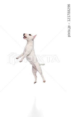 Happy playful little pet, purebred white with spots English Bullterrier jumping in motion playfully against white studio background. 121788296