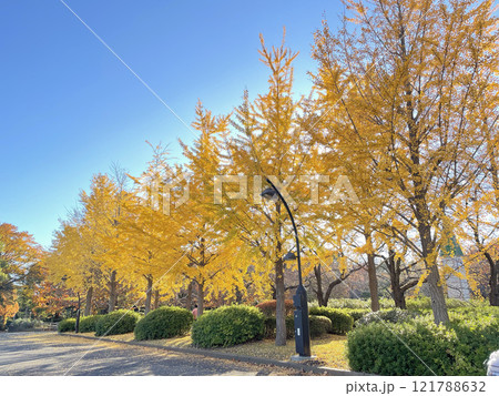猿江恩賜公園の紅葉(イチョウ) 猿江恩賜公園の紅葉(イチョウ) 121788632