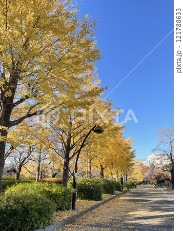 猿江恩賜公園の紅葉(イチョウ) 猿江恩賜公園の紅葉(イチョウ) 121788633