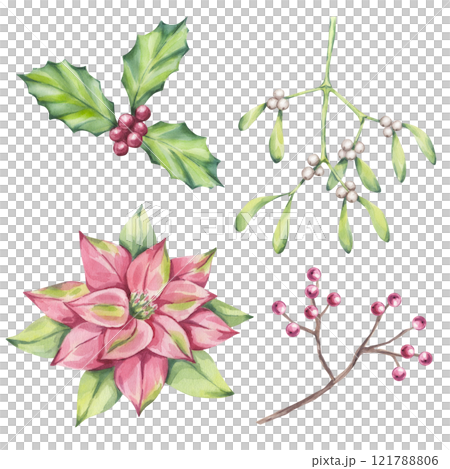 Traditional Christmas plants pink red poinsettia mistletoe holly ilex, winter flower, berries, leaves. New Year decoration. Hand drawn watercolor illustration isolated on white background. 121788806