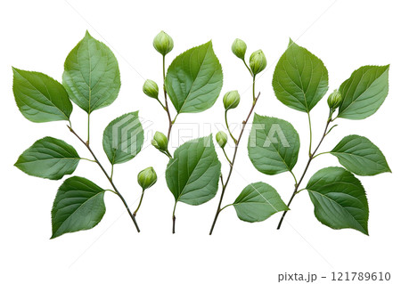 枝についた緑の葉 枝についた緑の葉 121789610