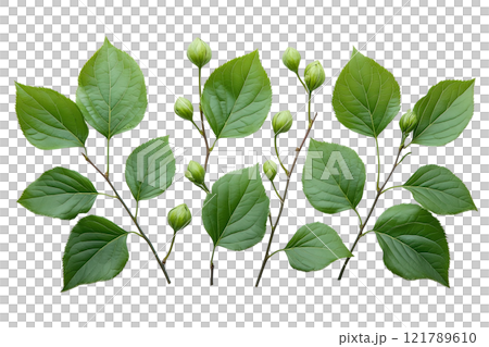 枝についた緑の葉 枝についた緑の葉 121789610