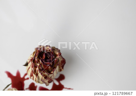 A Bloody dead bud of rose with blood on a white background. Dry flower of the rose. 121789667