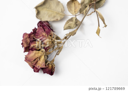 A beautiful dry rose on a white background. Dead flowers of the rose with copy space A beautiful dry rose on a white background. Dead flowers of the rose with copy space 121789669