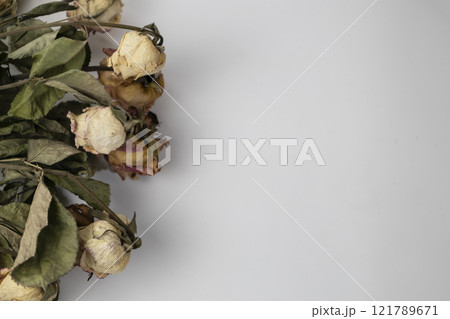 A beautiful buds of a dry rose on a white background. Dead flowers of the rose with copy space A beautiful buds of a dry rose on a white background. Dead flowers of the rose with copy space 121789671