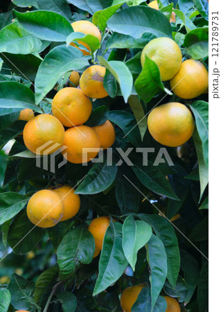 Mandarin trees on branches ripe fruits 121789731