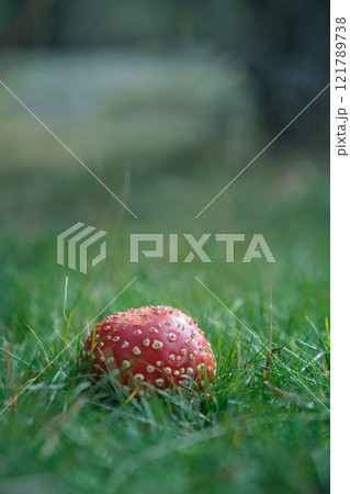 Beautiful fly agaric on a green meadow 121789738