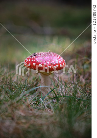 Beautiful fly agaric on a green meadow 121789742