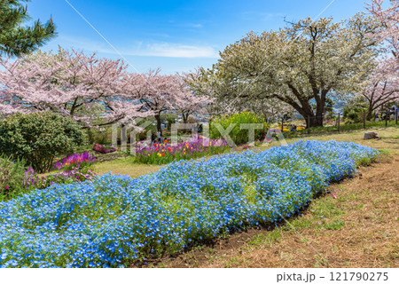 日立市かみね公園 茨城県日立市 日本さくら名所100選 日立市かみね公園 茨城県日立市 日本さくら名所100選 121790275