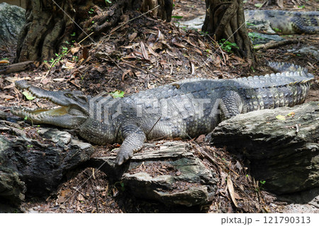 Close up crocodile is action show head in garden 121790313