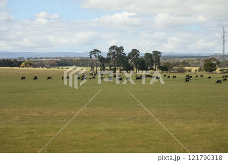 Group cow is eatting grass in nature farm at australia Group cow is eatting grass in nature farm at australia 121790318