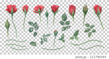 Red rose flower elements set watercolor illustration. Garden rose flowers at different stages of blooming with green leaves, stems. For birthday arrangement, wedding concept, greeting card design 121790393