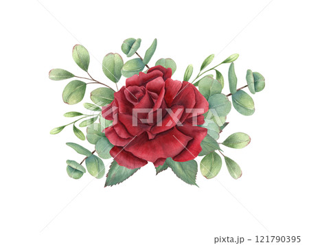 Red rose, eucalyptus leaves watercolor illustration. Single blooming flower head, green leaf branches. For birthday greeting cards, invitation design, wedding concept, memorial day 121790395