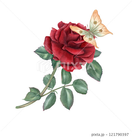 Dark red rose, green leaves and flying orange butterfly watercolor illustration isolated background. Vintage realistic botanical rose on stem bouquet. Composition for greeting cards, memorial day. Dark red rose, green leaves and flying orange butterfly watercolor illustration isolated background. Vintage realistic botanical rose on stem bouquet. Composition for greeting cards, memorial day. 121790397
