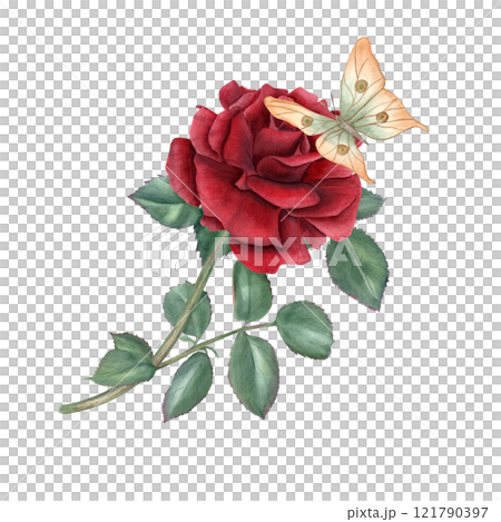 Dark red rose, green leaves and flying orange butterfly watercolor illustration isolated background. Vintage realistic botanical rose on stem bouquet. Composition for greeting cards, memorial day. Dark red rose, green leaves and flying orange butterfly watercolor illustration isolated background. Vintage realistic botanical rose on stem bouquet. Composition for greeting cards, memorial day. 121790397