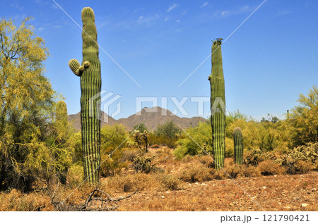 San Tan Mountains Sonora Desert Arizona 121790421