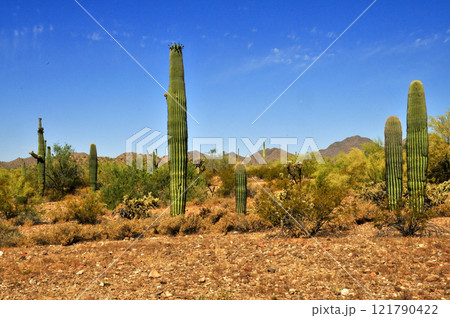 San Tan Mountains Sonora Desert Arizona 121790422