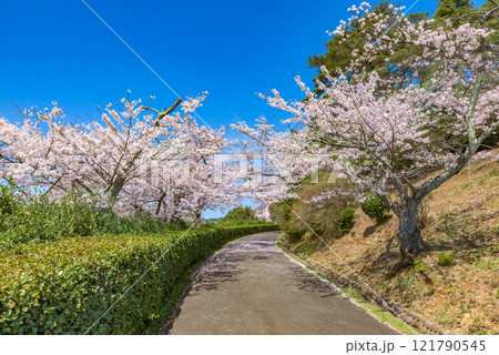 満開の桜 日立市かみね公園(茨城県日立市) 日本さくら名所100選 満開の桜 日立市かみね公園(茨城県日立市) 日本さくら名所100選 121790545