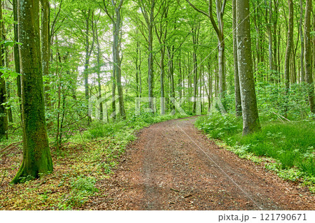 Path in the countryside forest for a peaceful drive through the woods. Landscape of a vibrant woodland with tall green trees in their natural environment. Scenic driveway for an adventure in nature Path in the countryside forest for a peaceful drive through the woods. Landscape of a vibrant woodland with tall green trees in their natural environment. Scenic driveway for an adventure in nature 121790671
