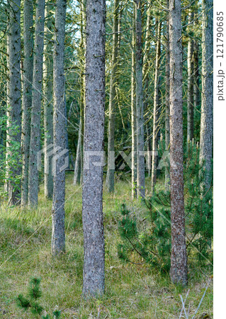 Trunks of pine trees in remote empty forest in the mountain in nature. Secluded woodland filled with big trees for adventure and backpacking on getaway vacation. Deserted tourism attraction in woods 121790685