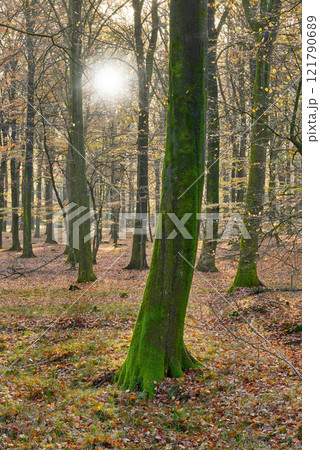 Many trees in a forest in autumn. Lots of tree trunks covered in moss in the woods on a sunny afternoon. Nature landscape of wild forestry environment with early fall leaves among green grass Many trees in a forest in autumn. Lots of tree trunks covered in moss in the woods on a sunny afternoon. Nature landscape of wild forestry environment with early fall leaves among green grass 121790689