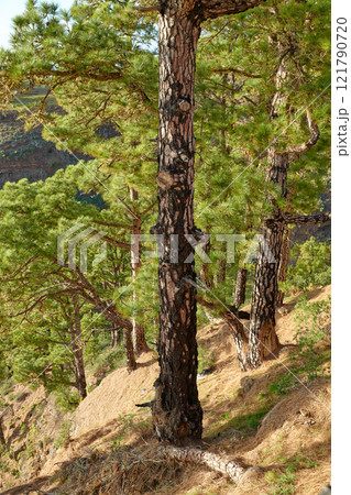 Many pine trees growing in a forest of La Palma, Canary Islands in Spain. Large overgrown wilderness in woods landscape. Tranquil peace in a quiet, scenic woodland with calm, silent harmony in nature 121790720