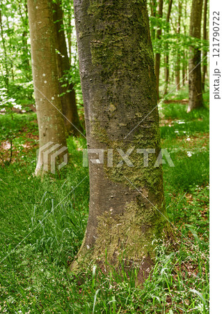 Beech trees with moss and algae growing in a park or garden outdoors. Natural landscape with wooden texture of old bark and weathered trunks on a sunny day in a remote and peaceful meadow or forest 121790722