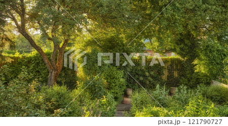 Vibrant overgrown garden with various plants and copy space. Lush green backyard with flowering green bushes and tall trees. Different herbs and wild flora growing in a domestic yard or in nature Vibrant overgrown garden with various plants and copy space. Lush green backyard with flowering green bushes and tall trees. Different herbs and wild flora growing in a domestic yard or in nature 121790727